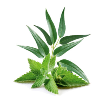 Eucalyptus with Mint (MB)