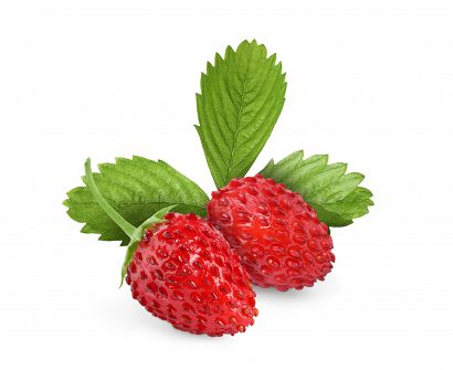 Poziomka Dojrzała  (koncentrat)  / Wild Strawberry (concentrate)