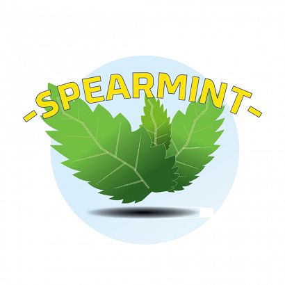 Mięta Spearmint  / Spearmint (MB)