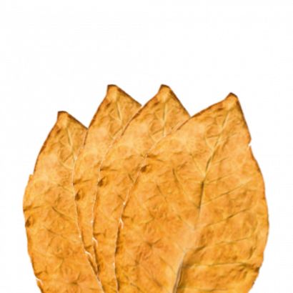 Karmelowy, typ tabaczny/ Yellow leaves / RY (MB)