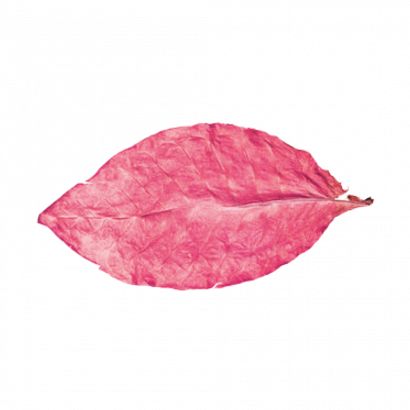Szare liście, typ tabaczny / Grey leaves / Western (MB)